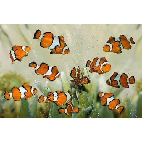 Clownfish L