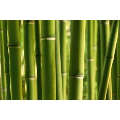 Bamboo L