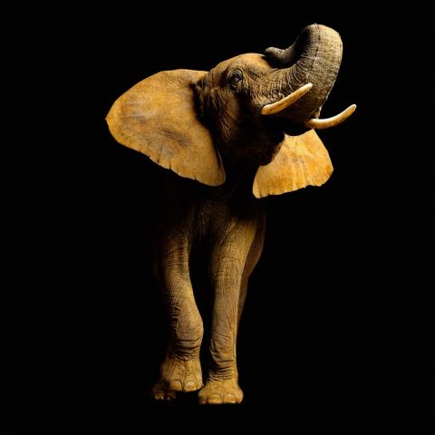 AP Digital Elephant 033