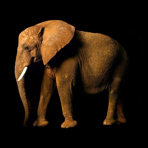 AP Digital Elephant 034