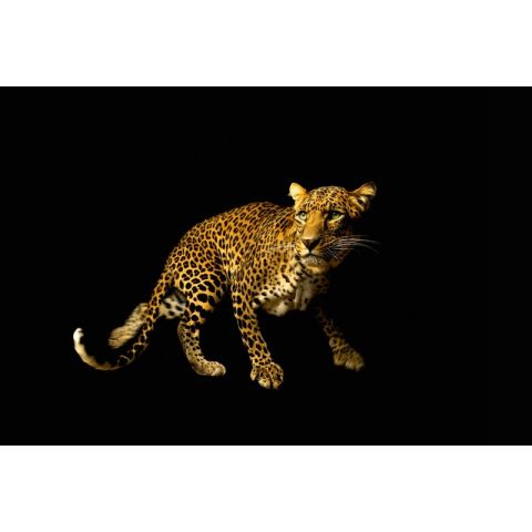 AP Digital Leopard 036