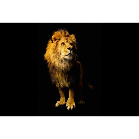 AP Digital Lion 037