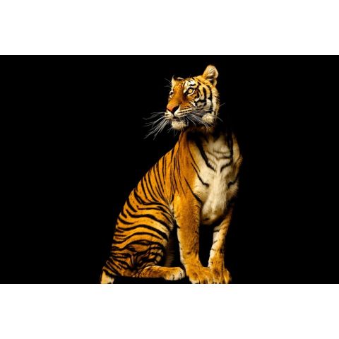 AP Digital Tiger 038