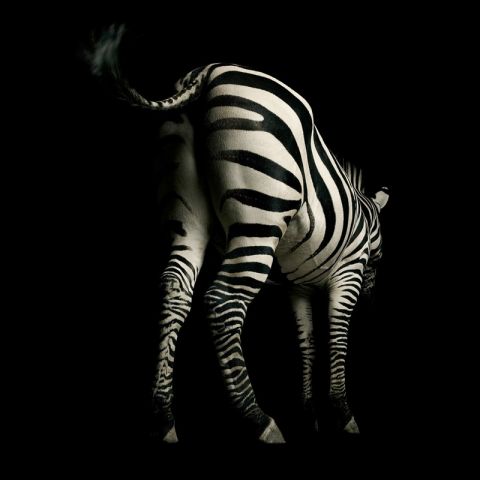 AP Digital Zebra 039