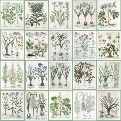 Esta Home Greenhouse 143-158826 Botanical Illustrations