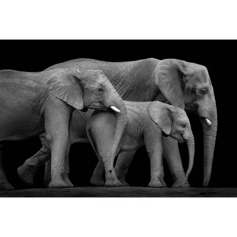 AP Digital II Three Elephants 512