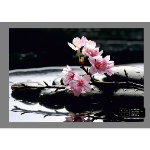 Orchid  "Zen" FTS 0185